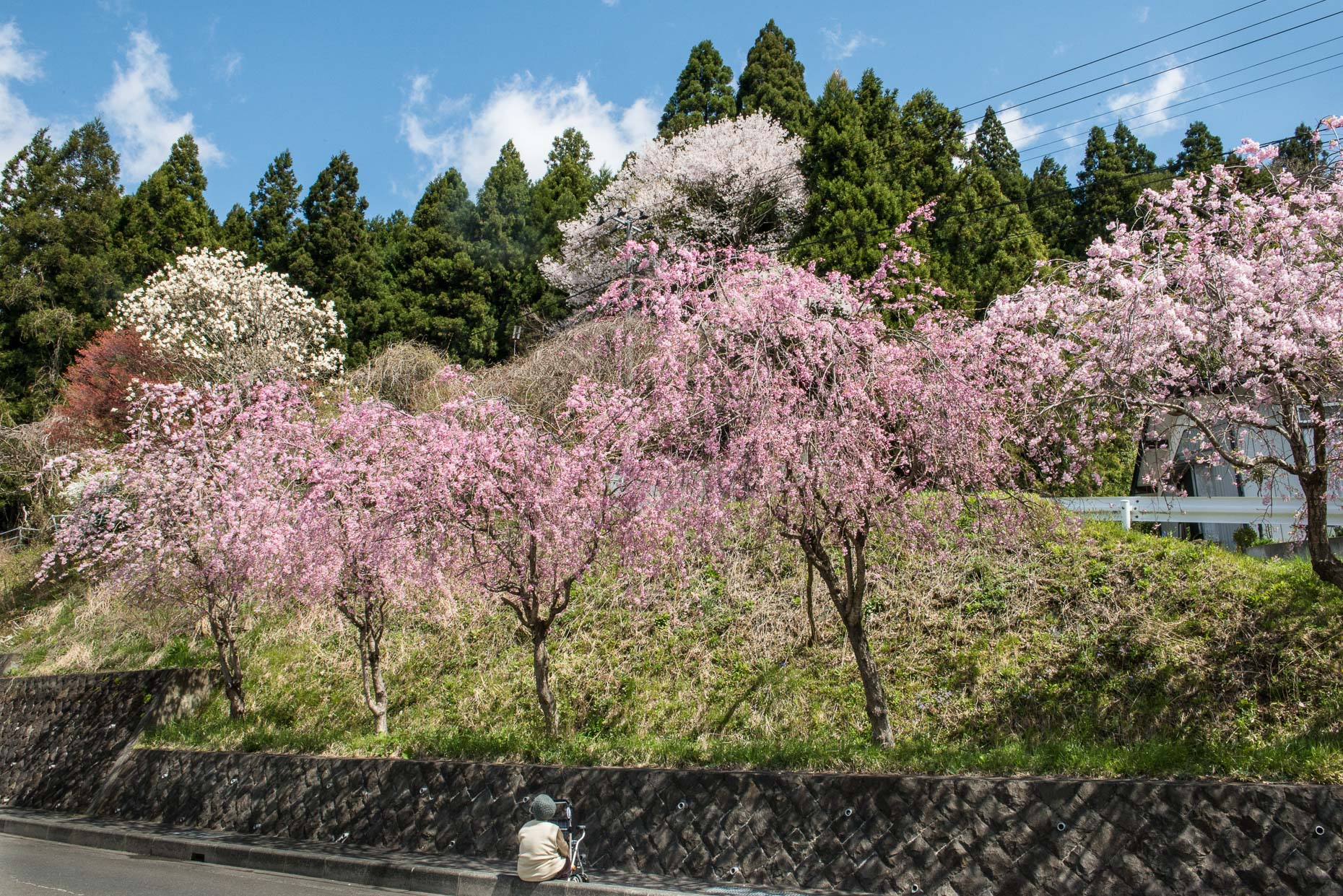 Rites of Spring, Hiraizumi 2017
