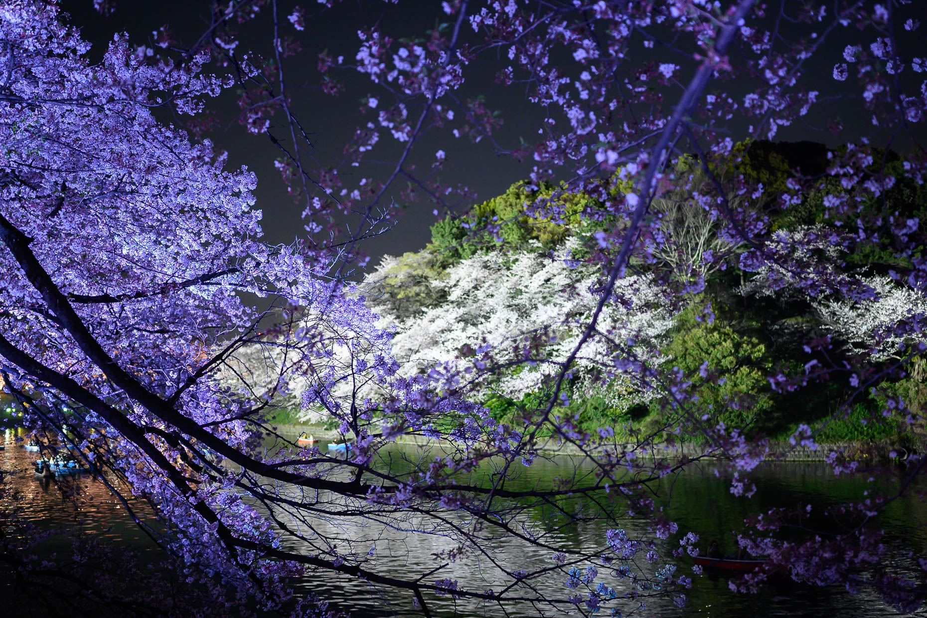Sakura Illumination
